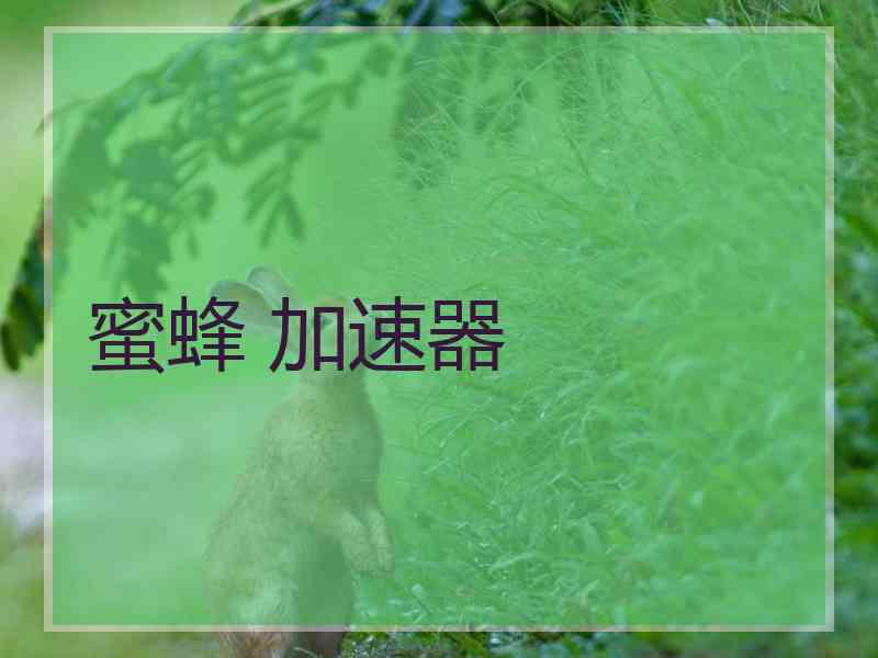 蜜蜂 加速器